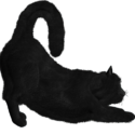 Black Kitten Png Image