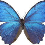 Butterfly Png Image