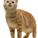 Cat Png Image