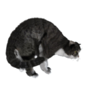 Cat Png Image