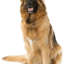 Dog Png Image