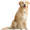 Dog Png Image