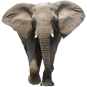 Elephant Png Image