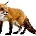 Fox Png Image