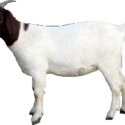 Goat png Image