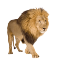 Lion Png Image