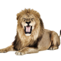 Lion Png Image