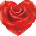 Rose HD Png