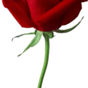 Rose Png Image