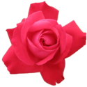 Rose Png Image