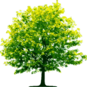 Tree Png Image